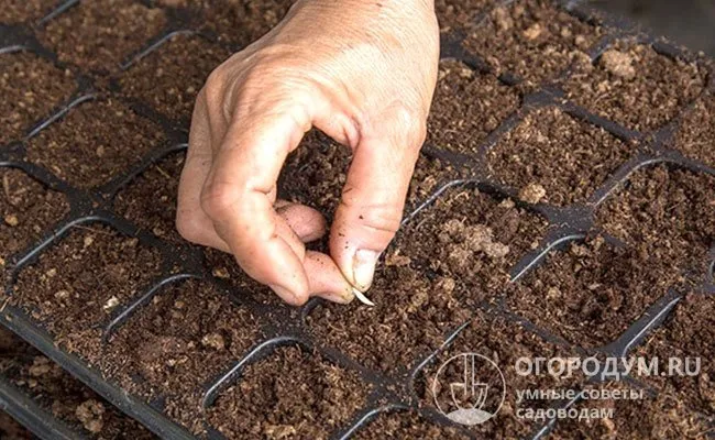 Заболейте растения за 3-4 недели до запланированной посадки в теплицу или открытый грунт.