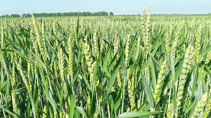 Техника выращивания пшеницы от посева до сбора урожая