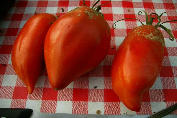 Описание клюва орлиного помидора