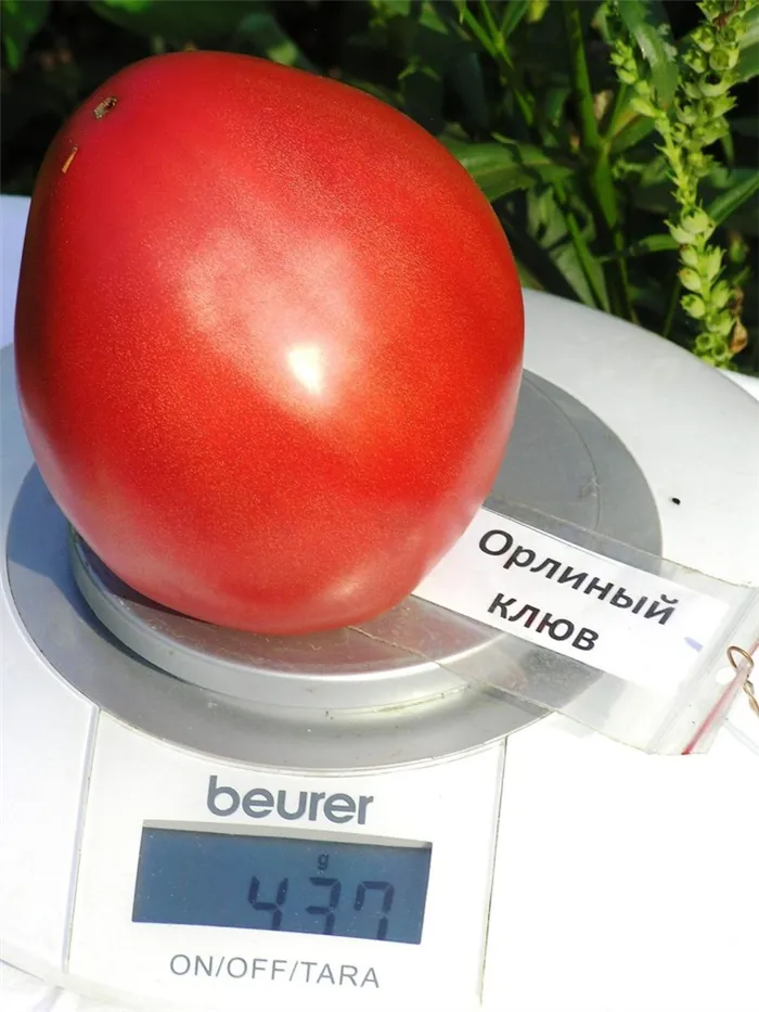 Масштаб фото клюв орлиный помидор