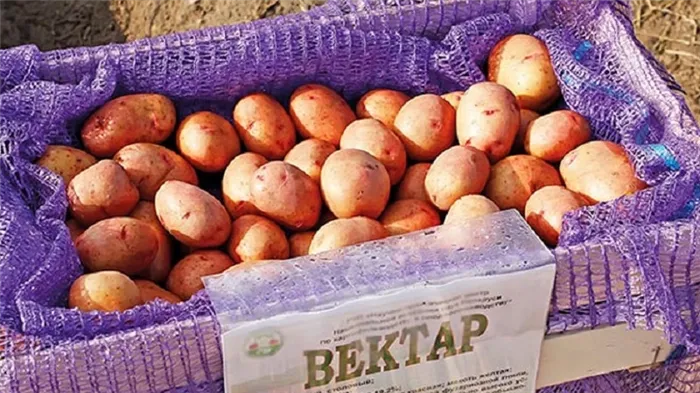 Долговечные и высокоурожайные сорта столового картофеля