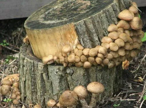 Пошаговый метод выращивания баклажанных грибов в домашних условиях. 6 способов вырастить свеклу в домашних условиях.