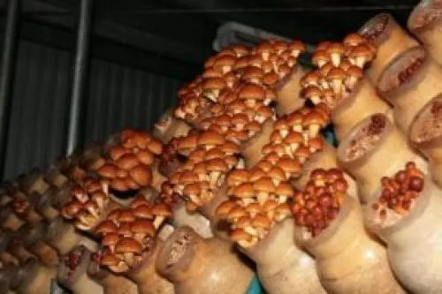 Пошаговый метод выращивания баклажанных грибов в домашних условиях. 6 способов вырастить свеклу в домашних условиях.