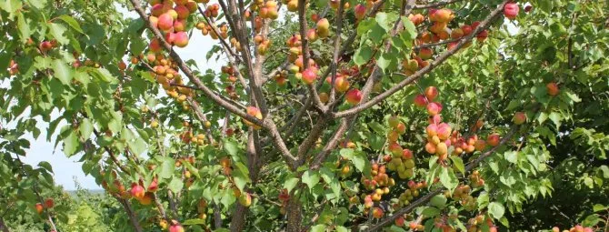 Посадка абрикосов в центральной зоне России