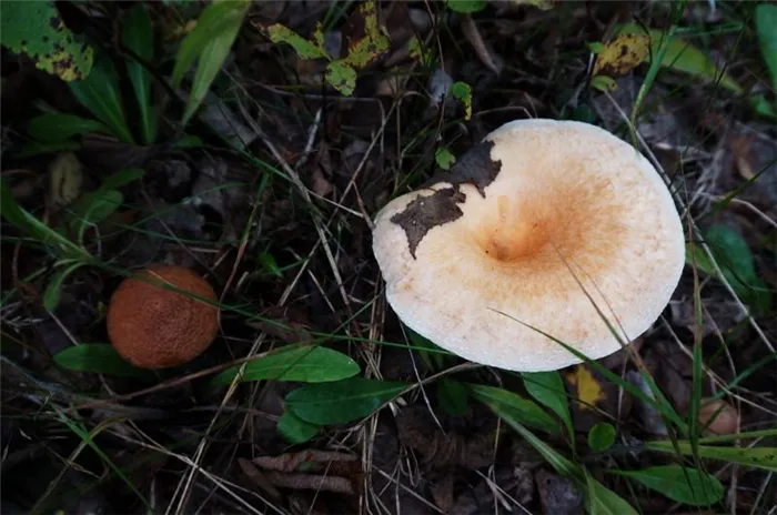 Фото и описание ложного вишневого гриба