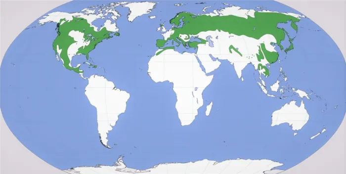 Карта сосновых деревьев