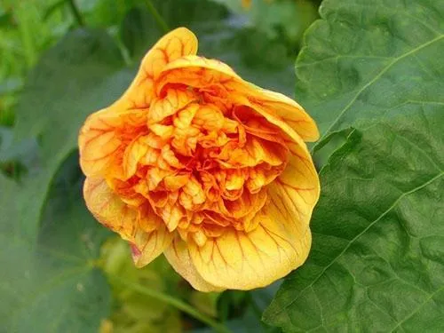 Королевская лима с желто-оранжевыми цветками.