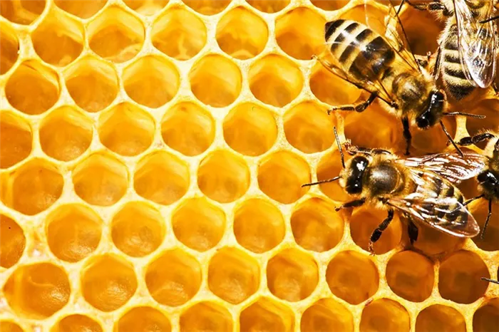 Медоносные пчелы строят соты