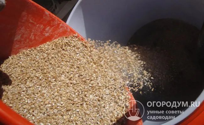 Полученный раствор смешивают с пшеницей и оставляют для пропитки на 8-10 часов.