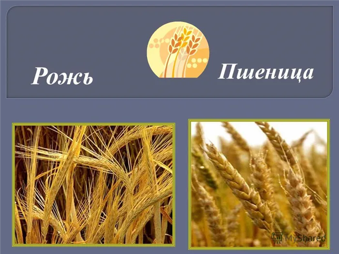 Различия между рожью и пшеницей