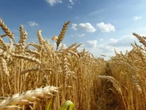 В чем разница между пшеницей и рожью?