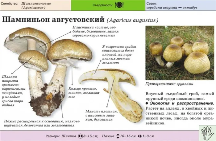Августинские грибы
