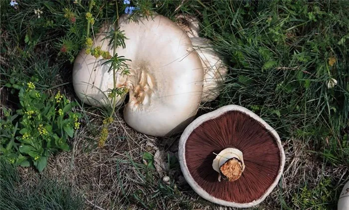 Крышки для грибов