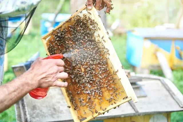 Опрыскивание медоносных пчел