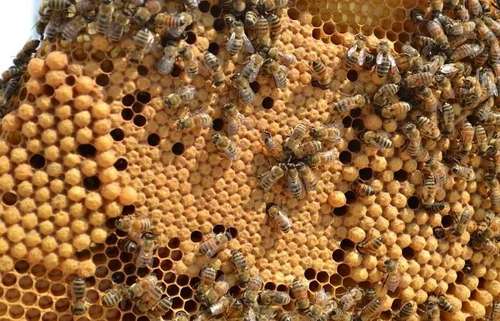 Форма медоносной пчелы
