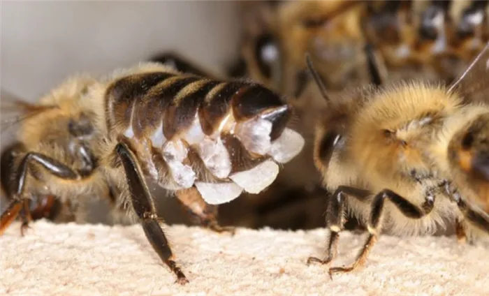 Пчелиные восковые железы пчел