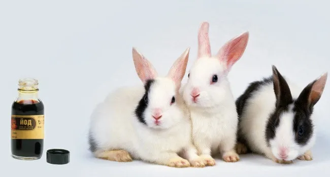 Как поставить и приготовить йод для кроликов: советы ветеринара