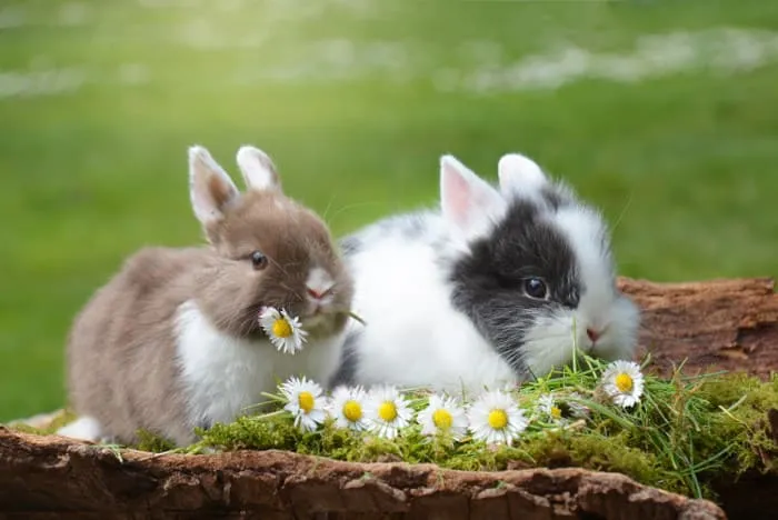 Кролики.