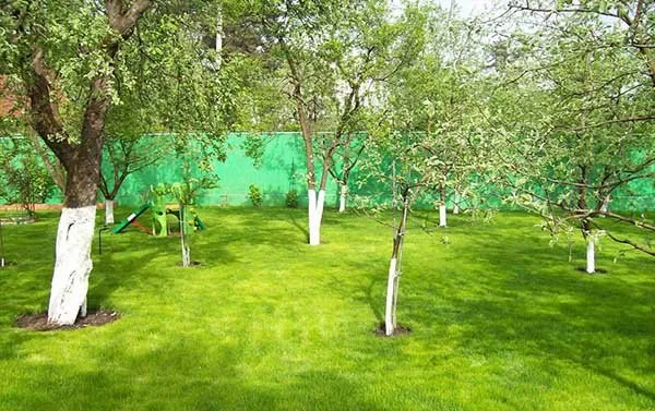 Вишневые и яблоневые деревья в саду