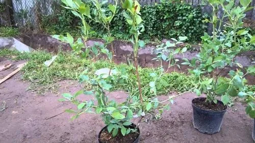 Как посадить малину