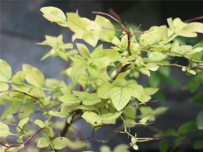 У ежевики светлоокрашенная листва для слабокислых почв