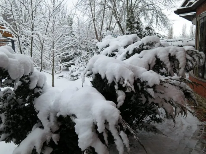 Можжевельник под снегом