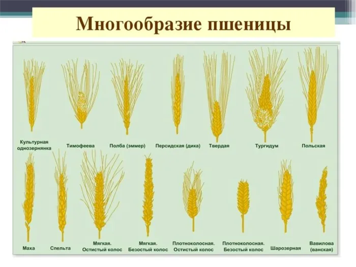 Виды пшеницы: характеристика видов и сортов
