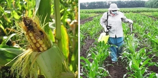 Обработка кукурузы против болезней и вредителей