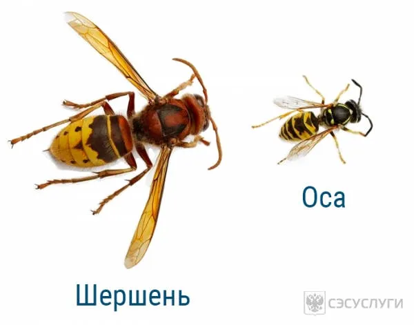 Различия между WASP и WASP