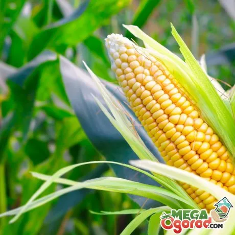 Кукуруза - что это за культура?