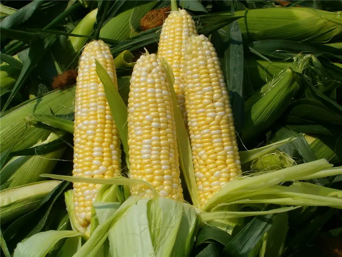 Стебли кукурузы