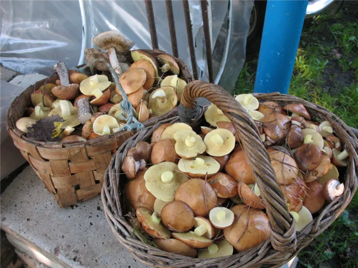 Как сушить летние грибы