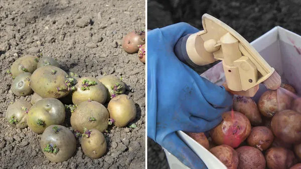 Предварительная экспансия и защита картофеля от паразитов.