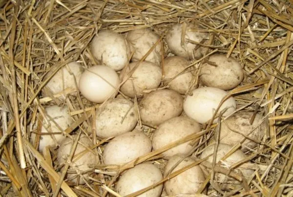 Перед укладкой в гнездо яйца следует выдержать в темном сухом месте в течение пяти дней.
