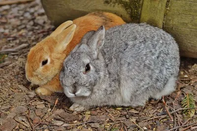 Фотографии кроликов