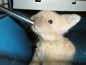 Декоративный кролик пьет воду