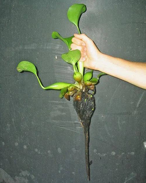 Вот как выглядит растение водный гиацинт