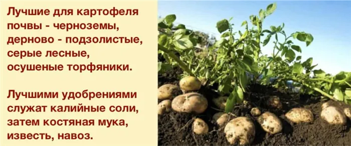 Требования к почве для посадки картофеля.