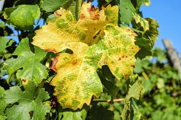 Желтые листья винограда - причина