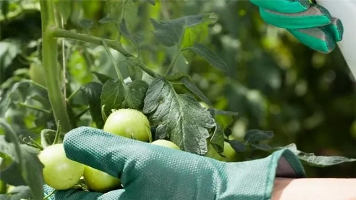 Инструкция XOM для обработки томатов: светлая почва и тепличные тени, меры предосторожности