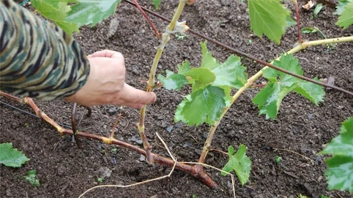 Инструкция по обрезке винограда в августе в Подмосковье для начинающих садоводов.