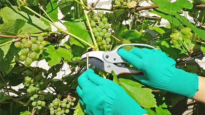 Инструкция по обрезке винограда в августе в Подмосковье для начинающих садоводов.