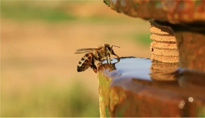 Как и людям, пчелам требуется много воды.