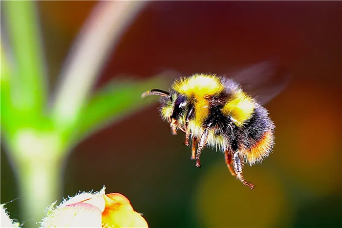 Делают ли пчелы мед?