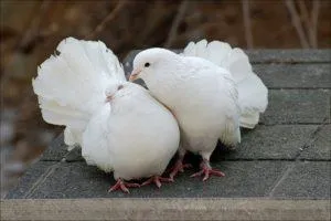 Какие внешние признаки отличают голубей от голубей, как понять пол