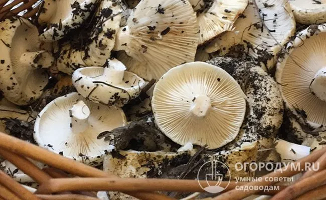 Замочите огуречные грибы на 1-3 часа для горячих маринадов, на 3 дня для холодных маринадов или вообще не замачивайте для сухих маринадов.