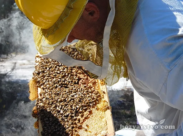 Содержание пчел в многокорпусных ульях.