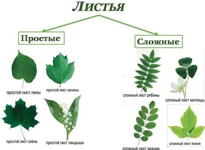 Примеры простых и сложных типов листьев