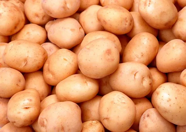Картофель в теплицах можно выращивать круглый год
