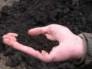 Требования к почве при выращивании фикко. Как подготовить собственную почву?